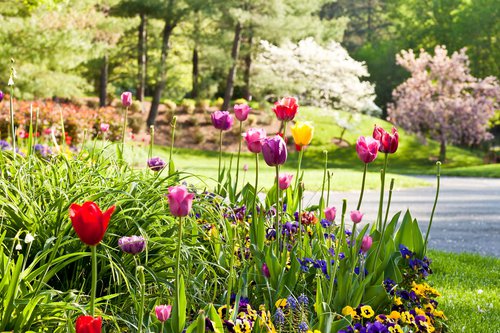Altman Tulips Annuals.jpg