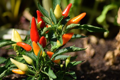 Canva - Chilli Pepper Plant.jpg