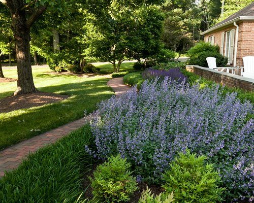 Lavender Planting